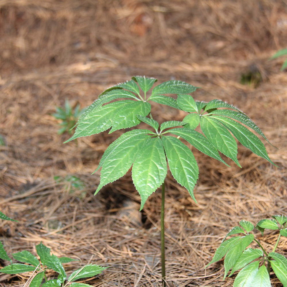 昆明站完成全面評估：三七農(nóng)藥殘留處于安全級別，不會對消費者造成健康威脅